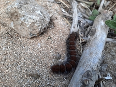 Macrothylacia digramma