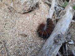 Macrothylacia digramma
