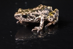 Eleutherodactylus nitidus