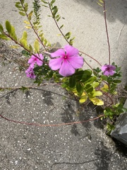 Catharanthus roseus image
