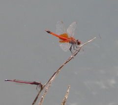 Erythrodiplax corallina