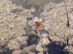 Erythrodiplax corallina