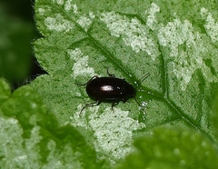 Amarotypus edwardsii