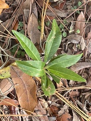 Gordonia lasianthus