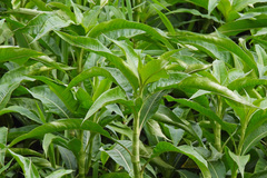 Persicaria acuminata