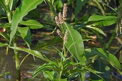 Persicaria acuminata
