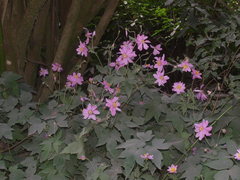 Eriocapitella × hybrida