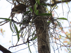 Vanda