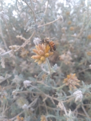 Apis mellifera