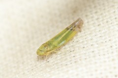 Eupteryx filicum