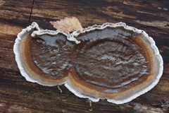 Veluticeps abietina