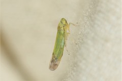 Eupteryx filicum