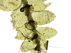 Calypogeia integristipula