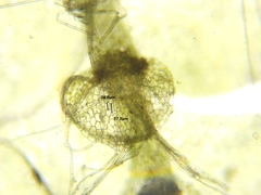Calypogeia integristipula