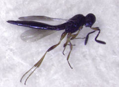 Scelioninae