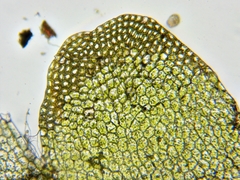 Calypogeia integristipula