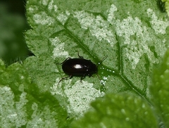 Amarotypus edwardsii