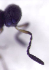 Scelioninae