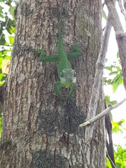Anolis cuvieri