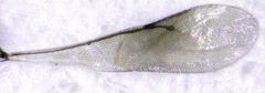 Scelioninae