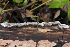 Veluticeps abietina