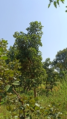 Butea monosperma monosperma