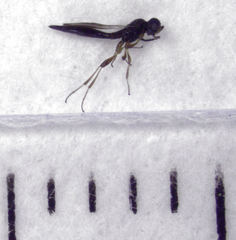 Scelioninae
