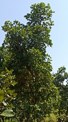 Butea monosperma monosperma