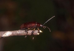 Tanychilus metallicus