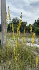Solidago virgata