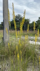 Solidago virgata