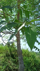 Ailanthus excelsa