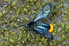 Phoenicoprocta vacillans