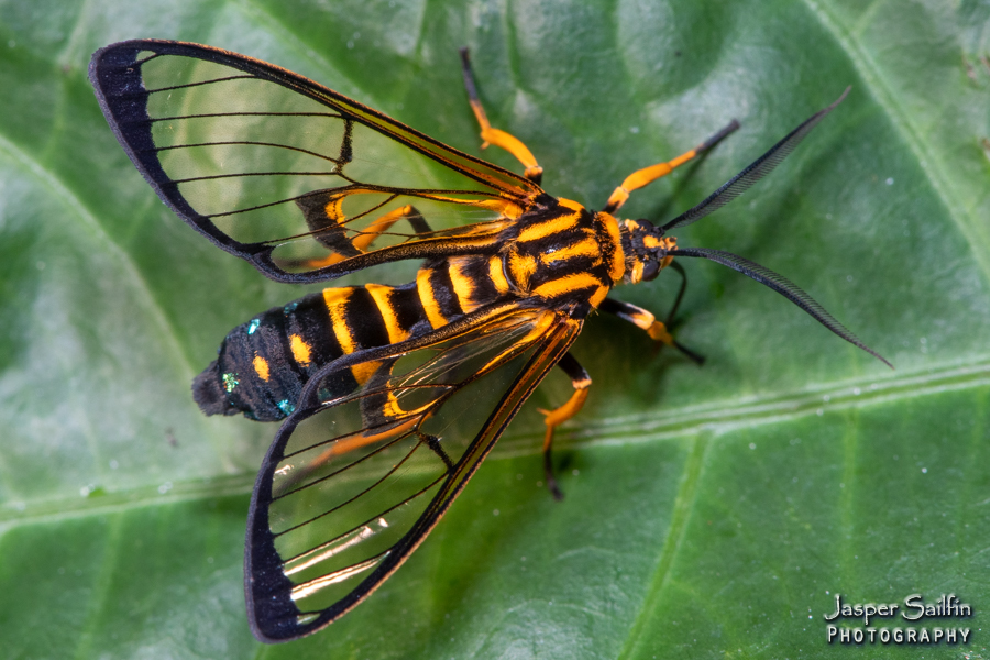 Trichura aurifera