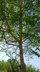 Ailanthus excelsa