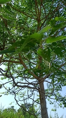 Ailanthus excelsa