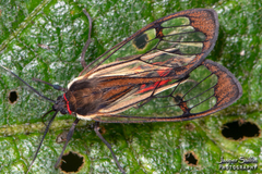 Argyroeides rubricauda