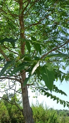 Ailanthus excelsa