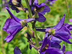 Delphinium bracteosum
