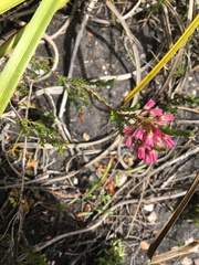 Erica elimensis