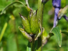Delphinium bracteosum