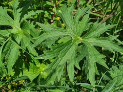 Delphinium bracteosum