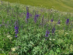 Delphinium bracteosum