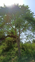 Ailanthus excelsa