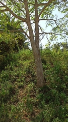 Ailanthus excelsa