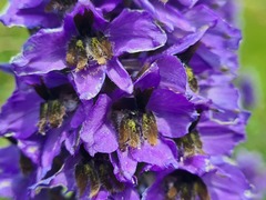 Delphinium flexuosum