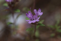 Thymus talijevii