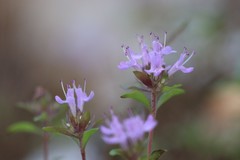 Thymus talijevii