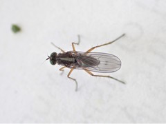 Tetrachaetus bipunctatus