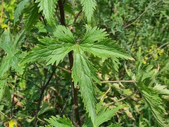 Delphinium flexuosum
